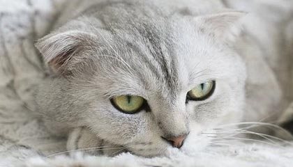 九游官网入口注册-西甲天王闪耀：超级进球点燃全场！，西甲巨星