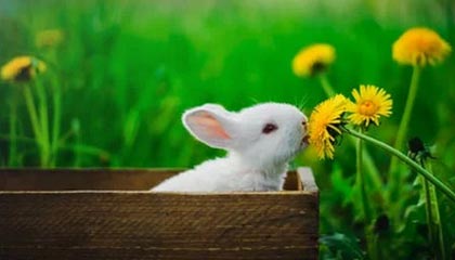 九游体育官网入口-跳水组合默契朝鲜夺得好成绩，朝鲜队跳水金牌